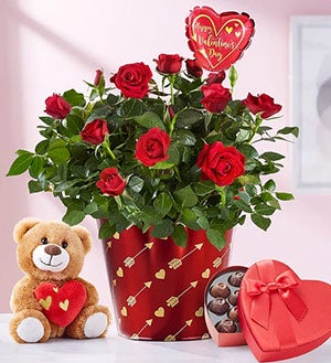 Bundle Of Love Rose Plant Shop Now
