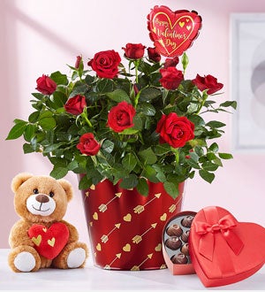 Bundle of Love Rose Plant Shop Now