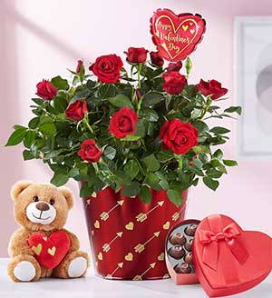 Bundle Of Love Rose Plant Shop Now
