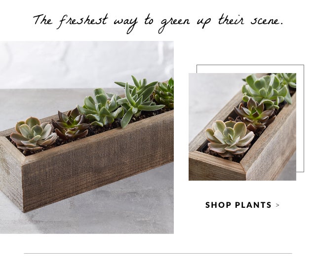Shop Plants