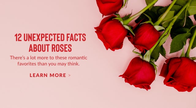 12 Unexpected Facts About Roses