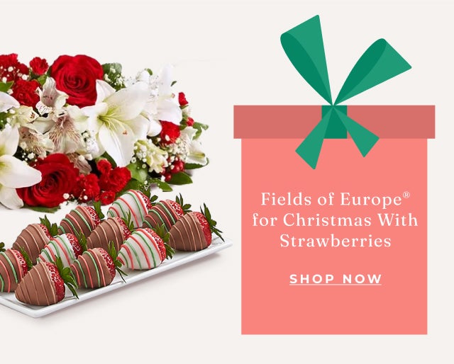 FIELDS OF EUROPE FOR CHRISTMAS WITH STRAWBERRIES