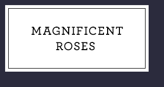 Magnificent Roses