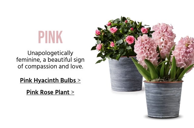 Pink Hyacinth Bulbs And Rose Plant