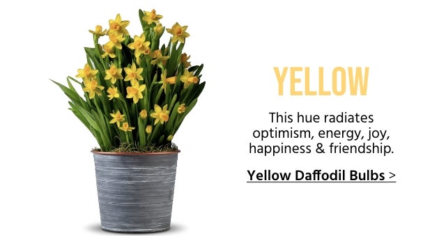 Yellow Daffodil Bulbs