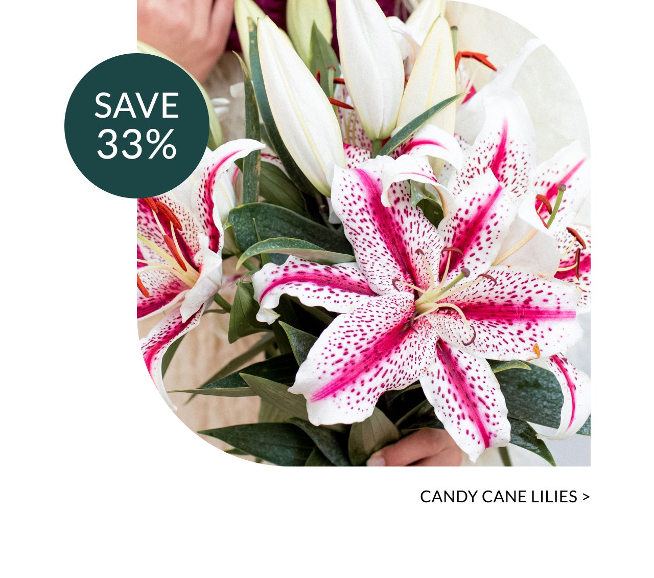 CANDY CANE LILIES