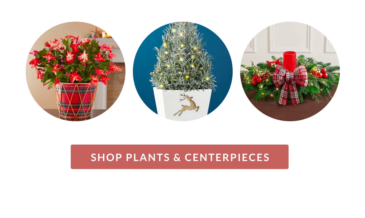 SHOP PLANTS & CENTERPIECES