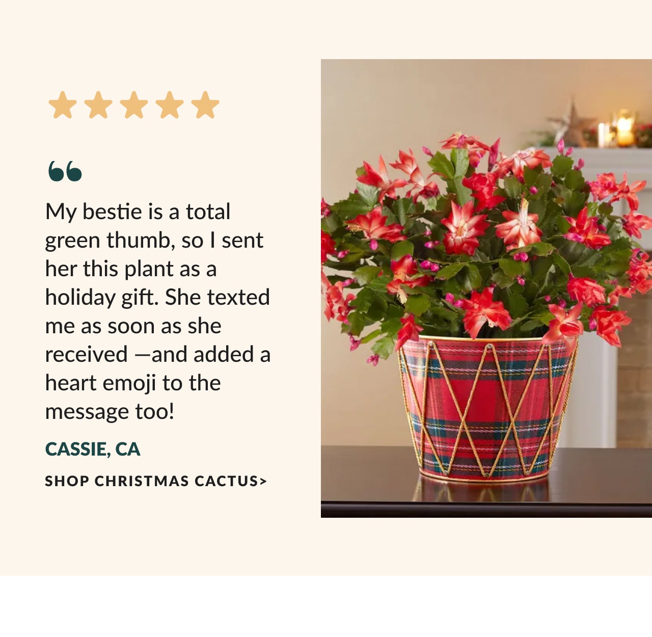 SHOP CHRISTMAS CACTUS