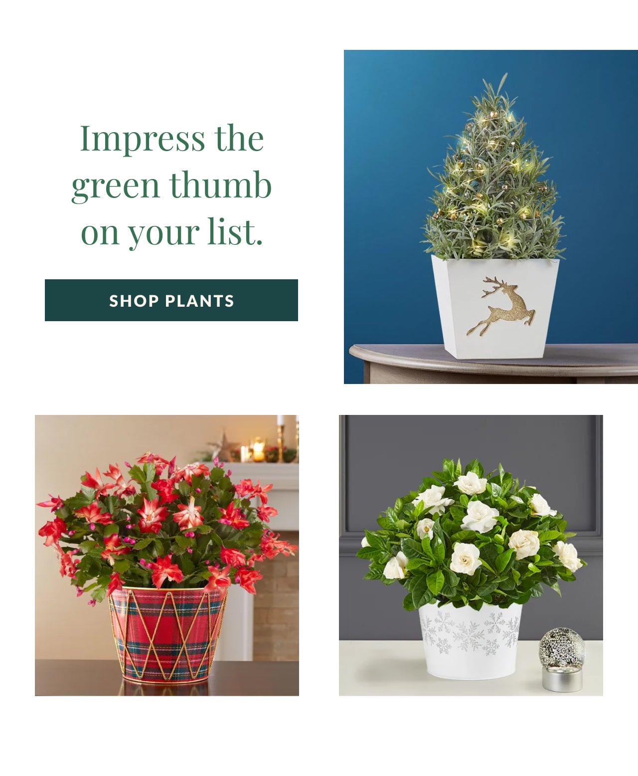 Shop Plants