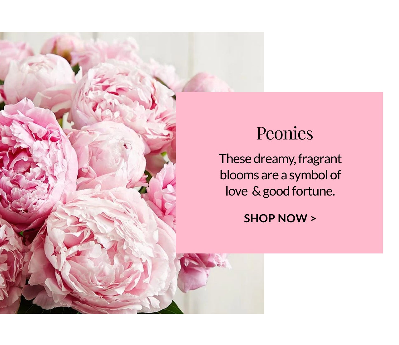 SHOP PEONIES