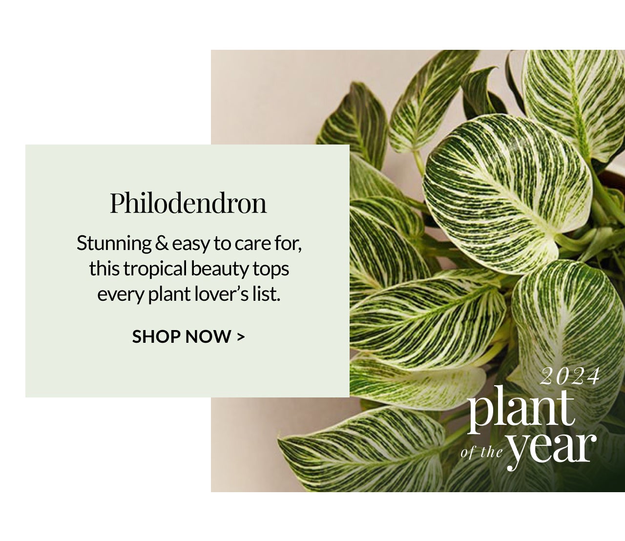 SHOP PHILODENDRON