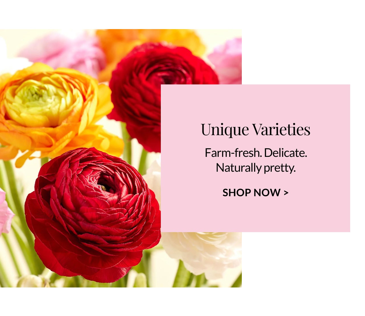 SHOP UNIQUE VARIETIES