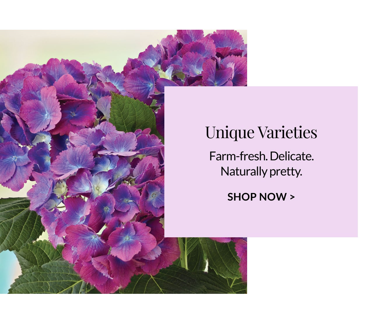 UNIQUE VARIETIES SHOP NOW