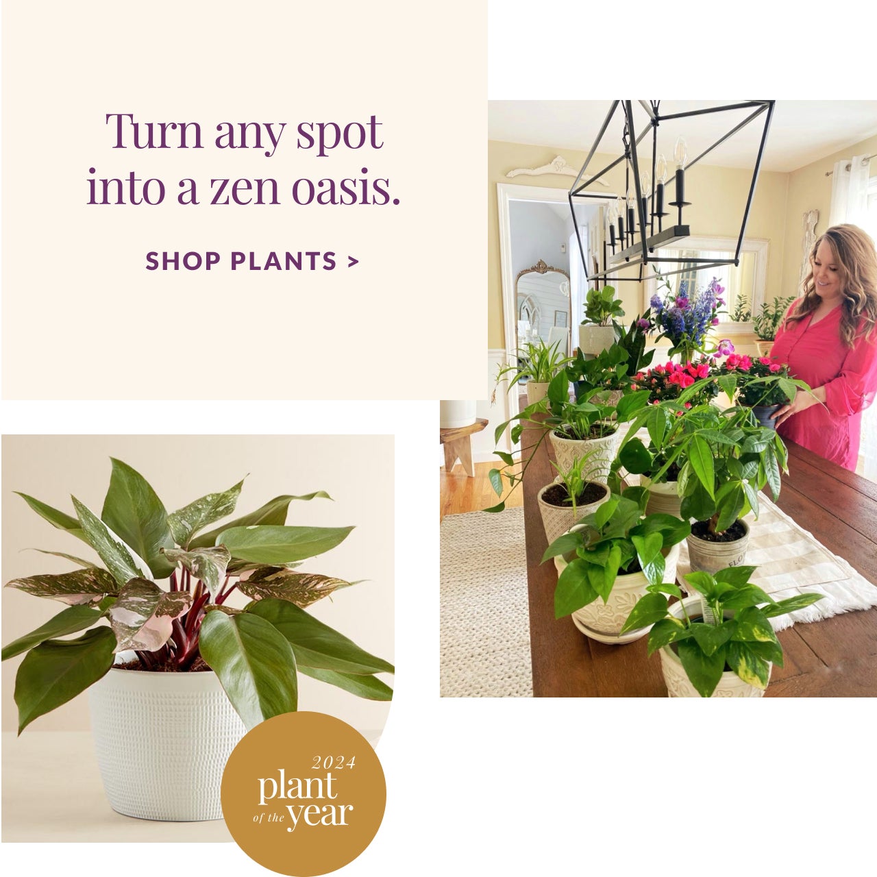 SHOP PLANTS