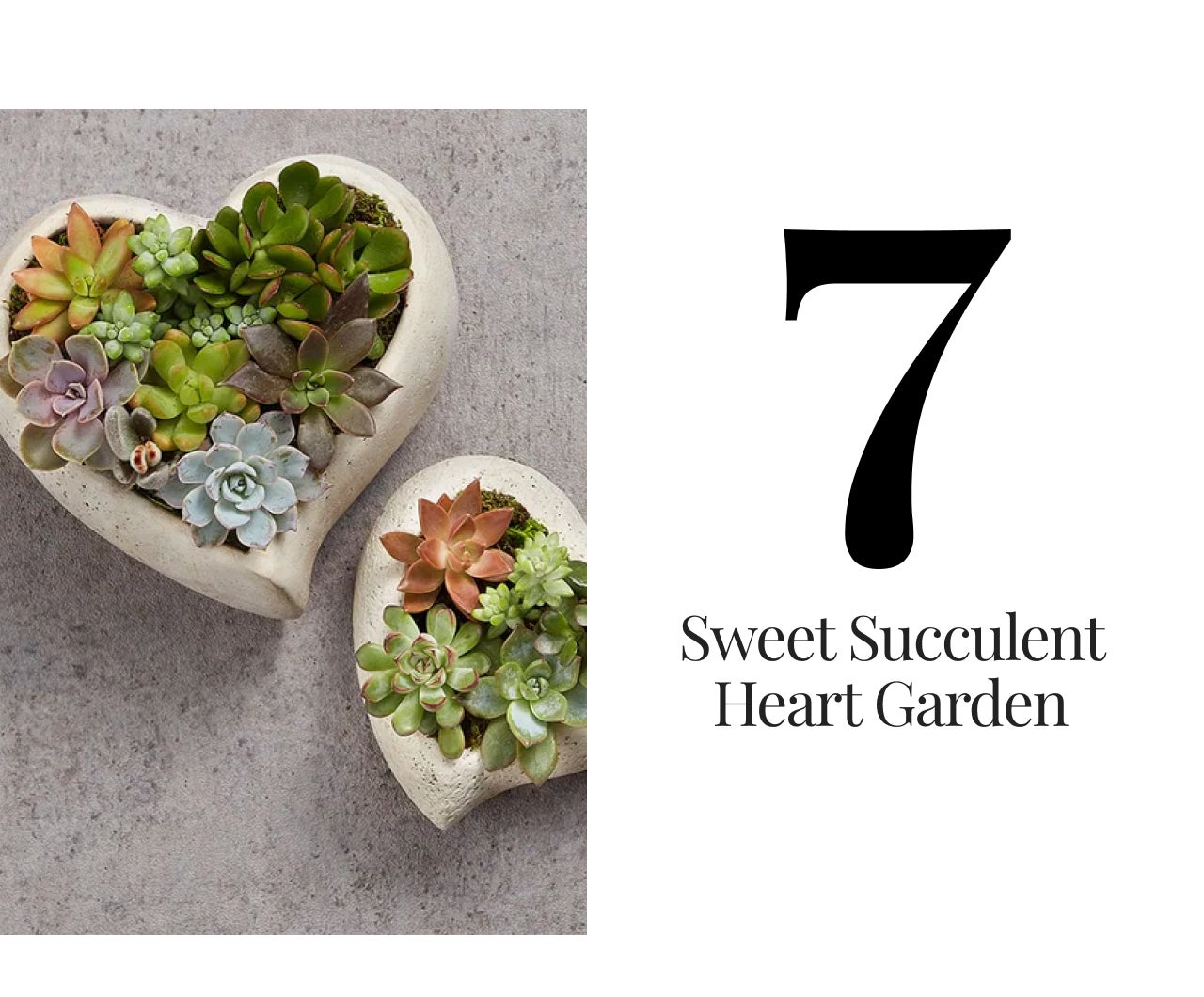 SWEET SUCCULENT HEART GARDEN