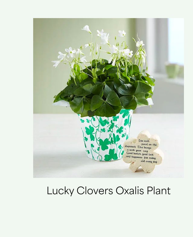 LUCKY CLOVERS OXALIS PLANT