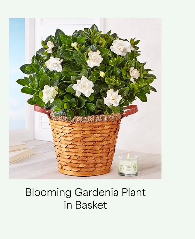 BLOOMING GARDENIA PLANT IN BASKET