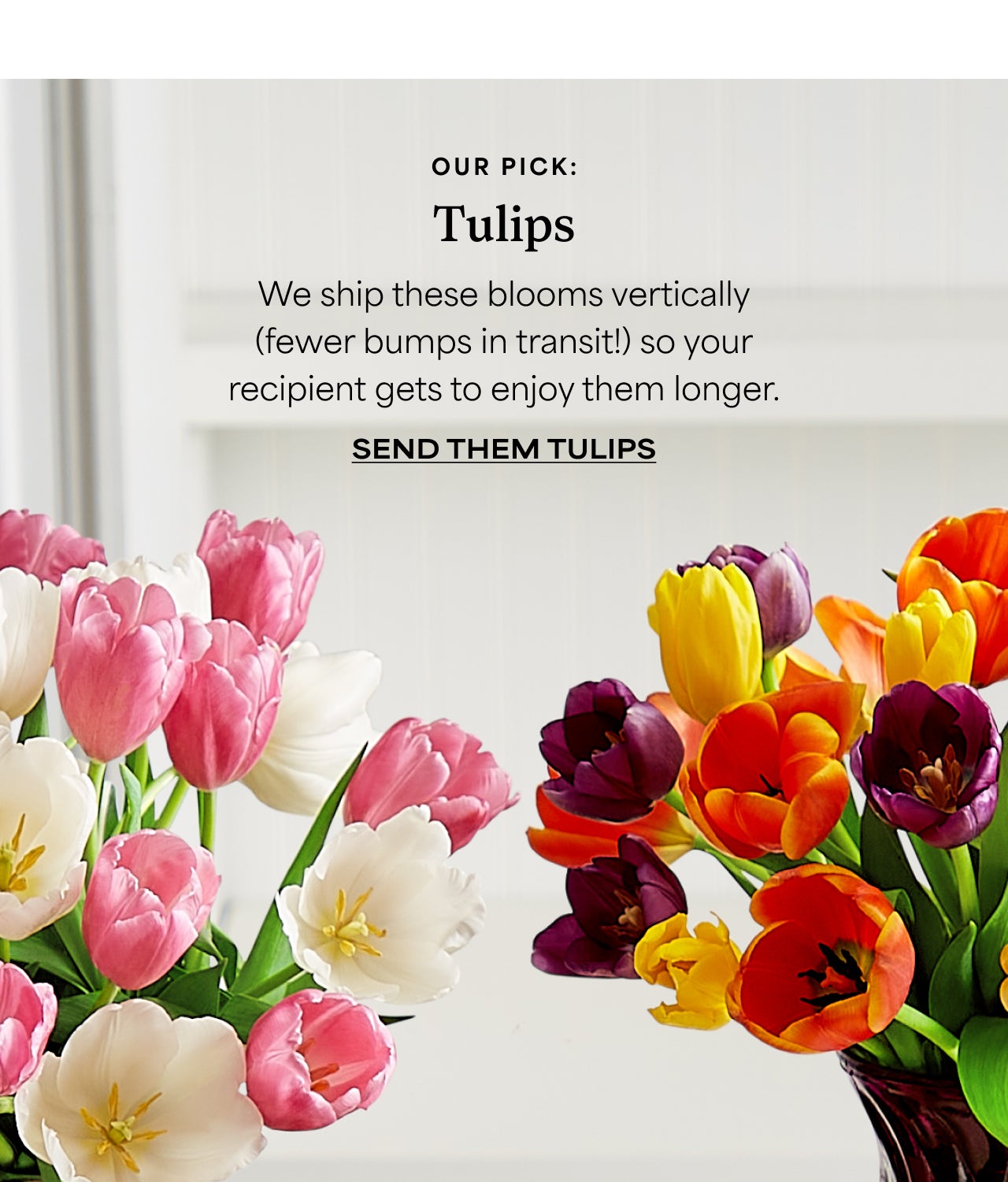 SEND THEM TULIPS