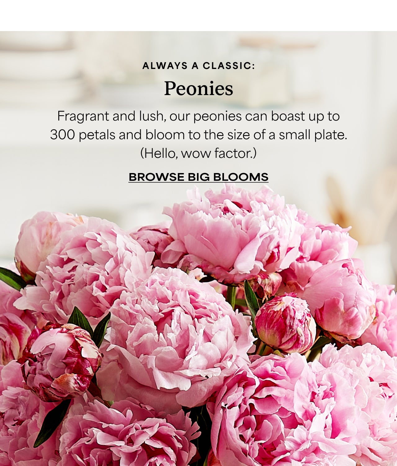 BROWSE BIG BLOOMS