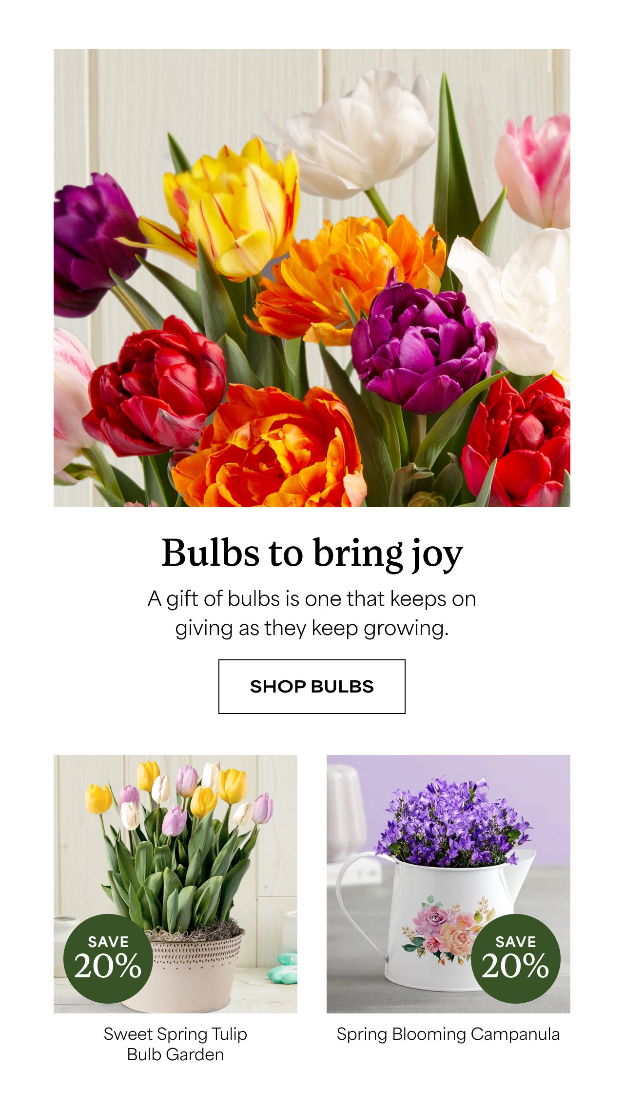 SHOP BULBS