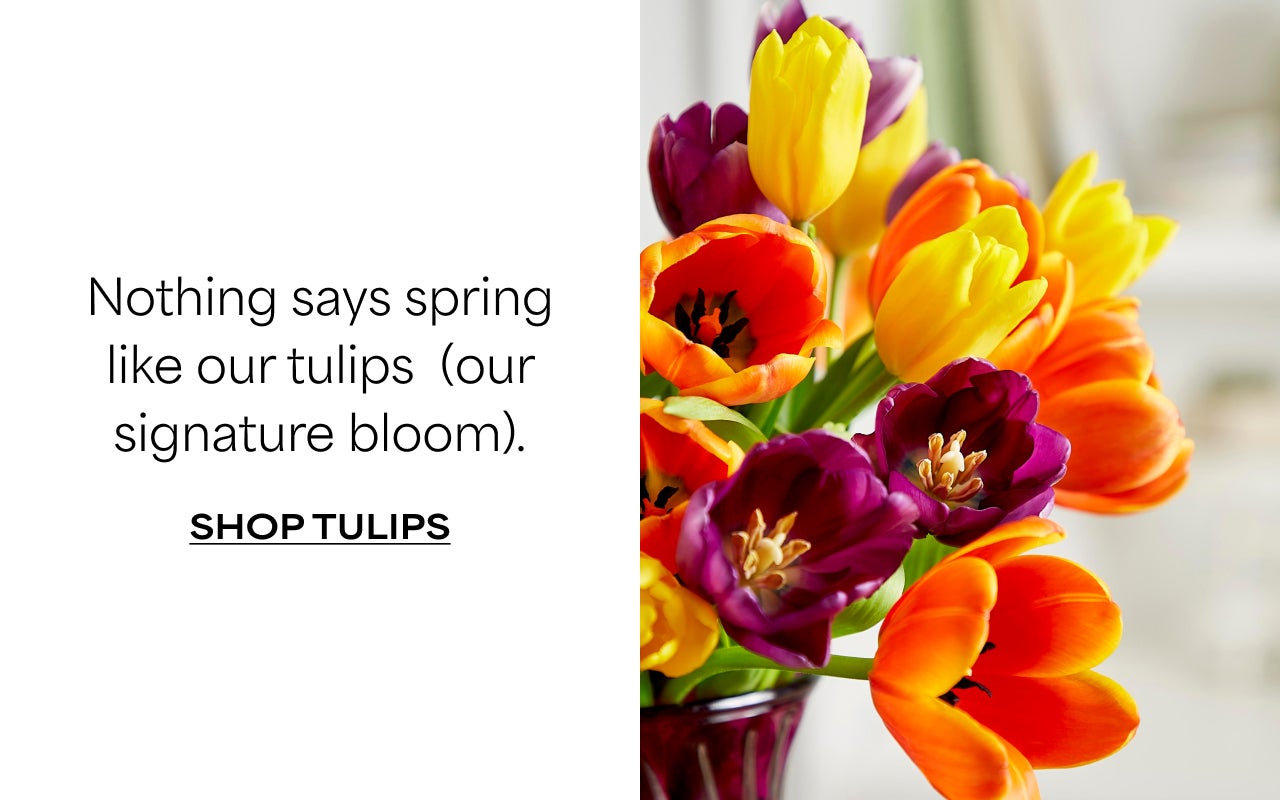 SHOP TULIPS