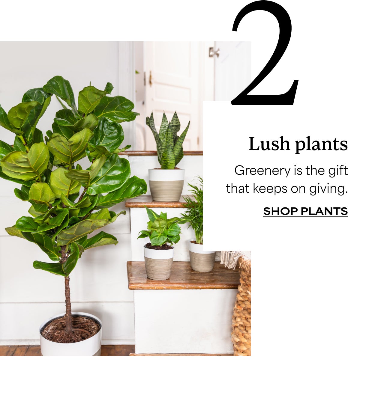 SHOP PLANTS