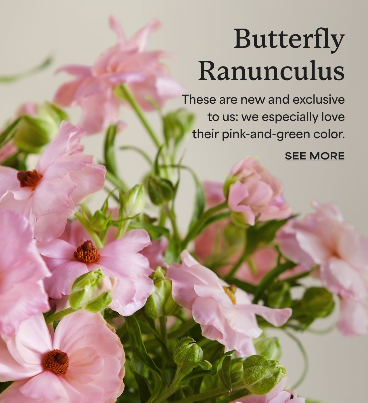 BUTTERFLY RANUNCULUS