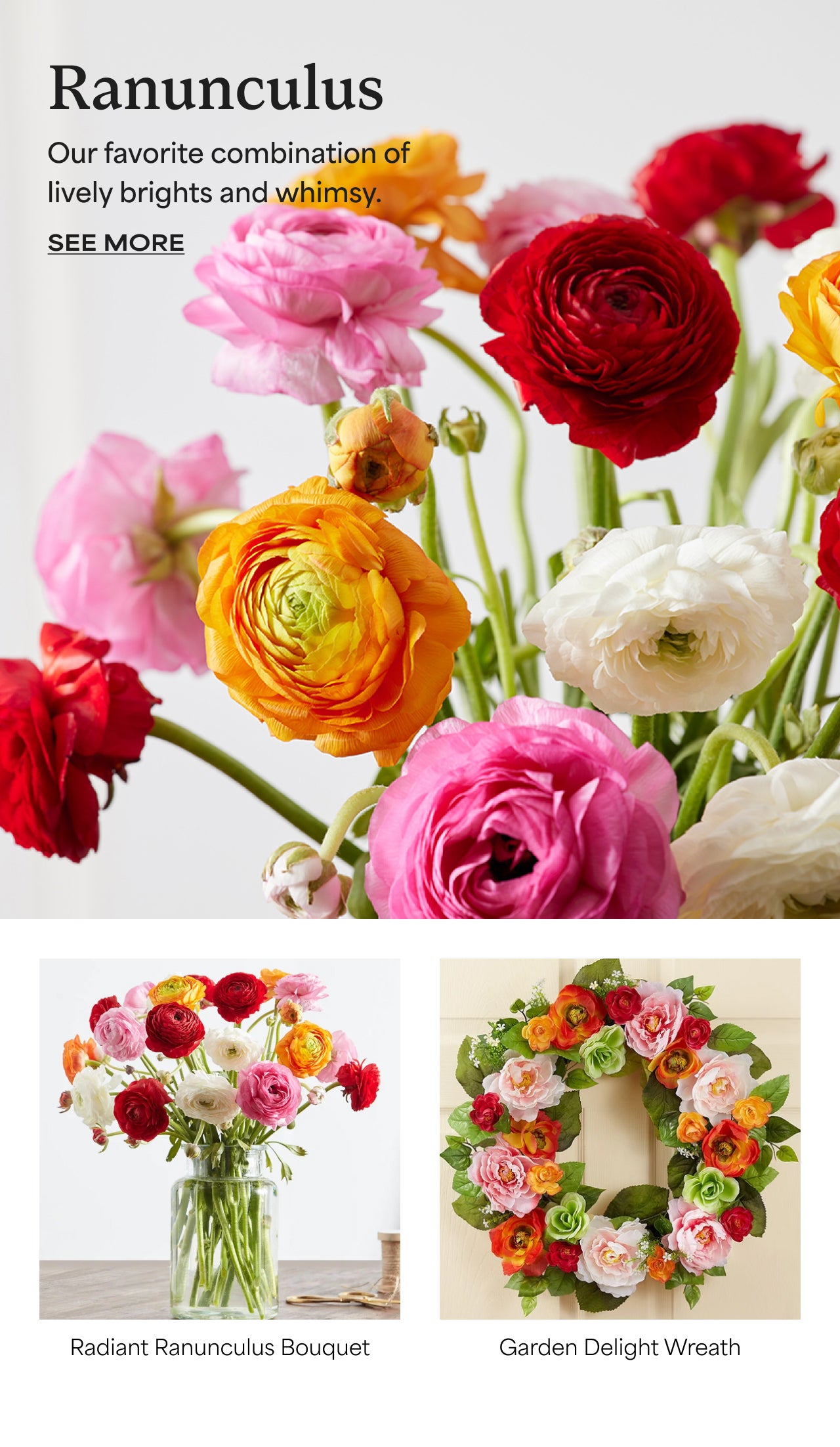 SEE MORE RANUNCULUS