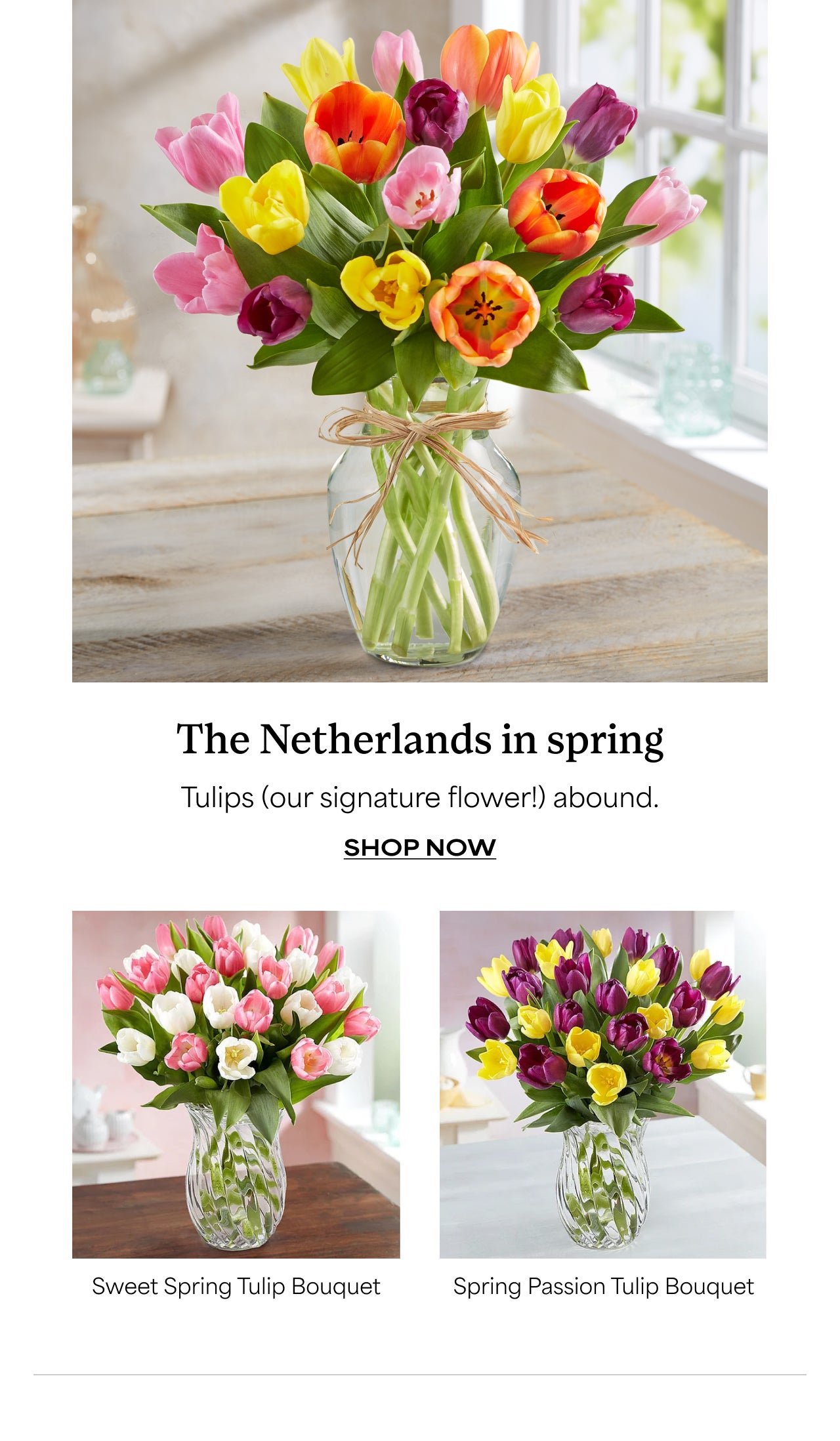 SHOP TULIPS