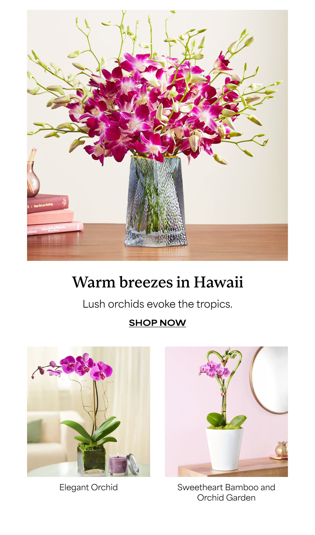 SHOP ORCHIDS