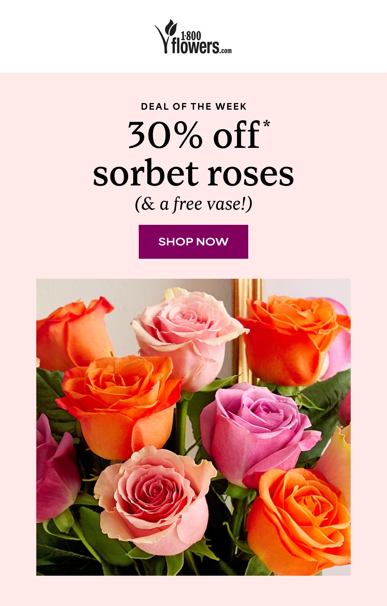 30% off sorbet roses