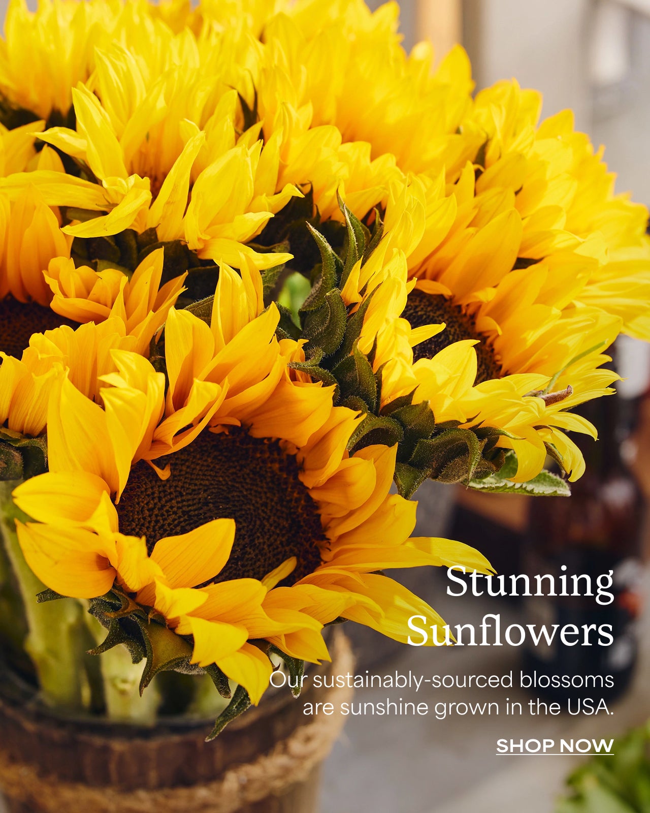Stunning Sunflowers | Shop Now