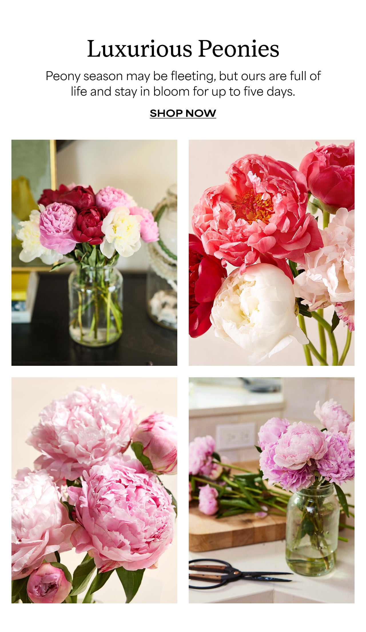 Luxurious Peonies | Shop Now