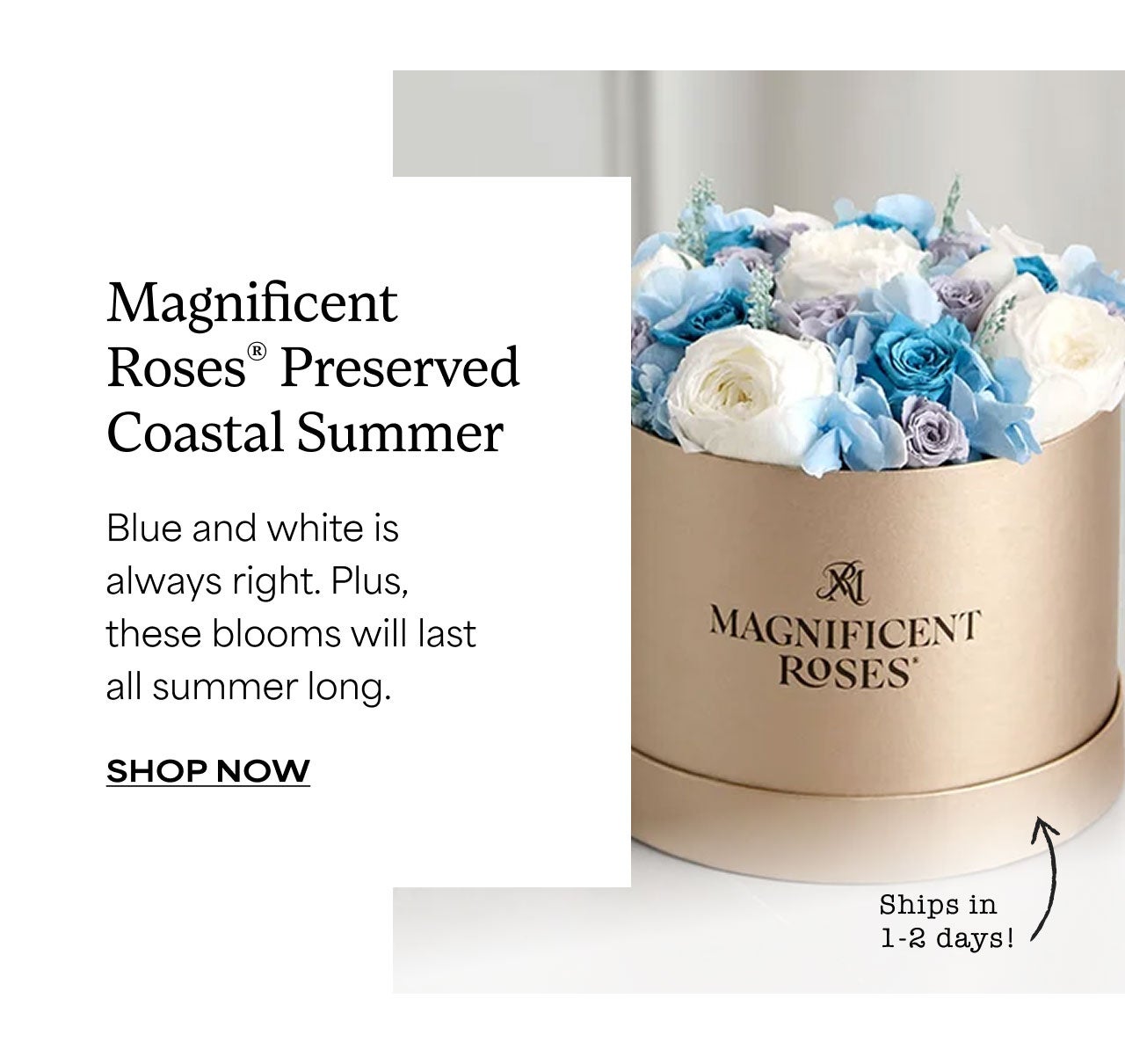 Magnificent Roses Preserved Coastal Summer | Shop Now