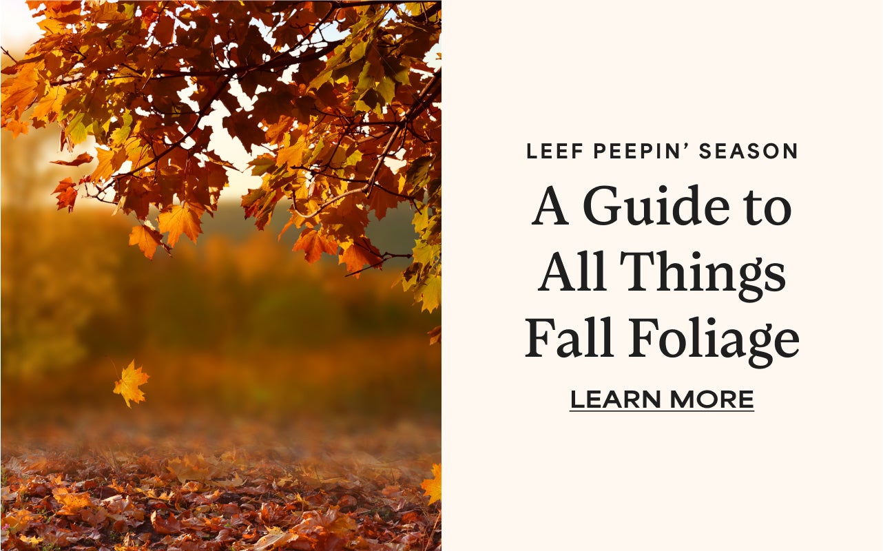 A GUIDE TO ALL THINGS FALL FOLIAGE