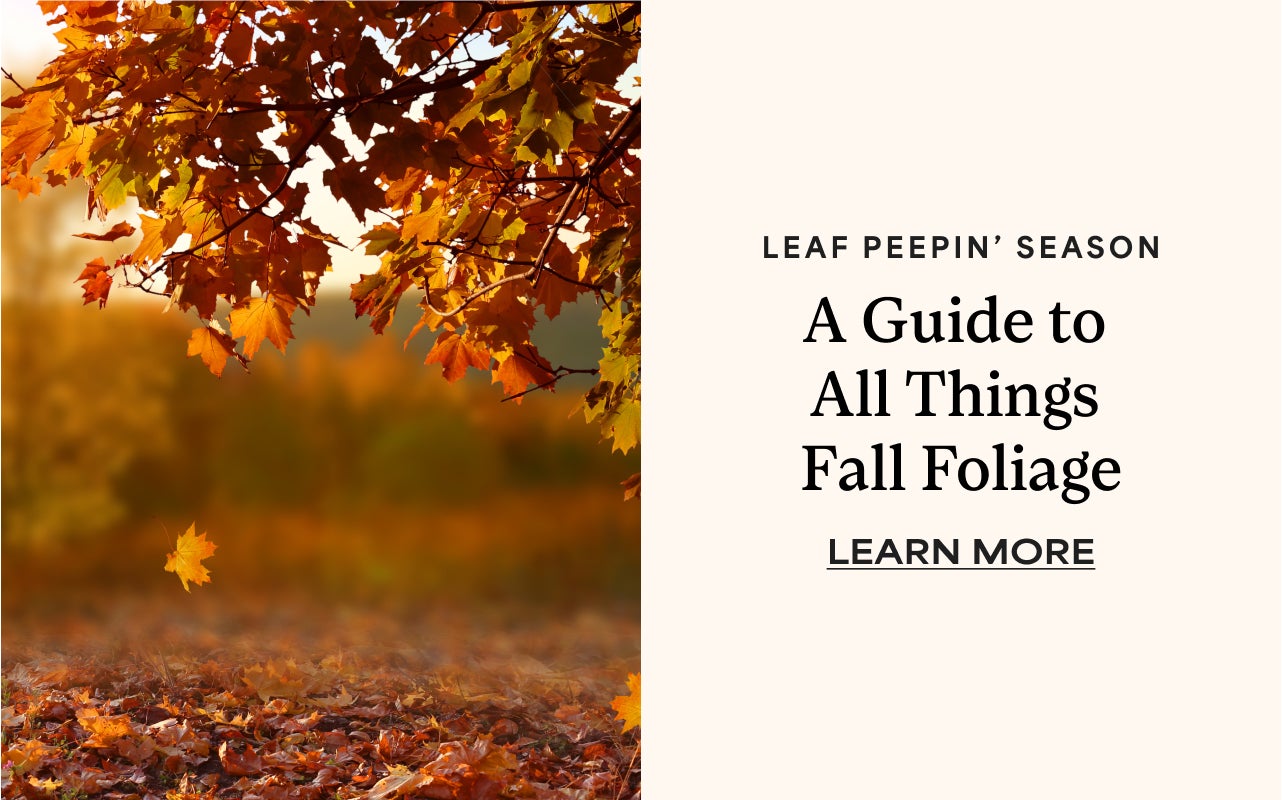 A Guide to All Things Fall Foliage | Learn More