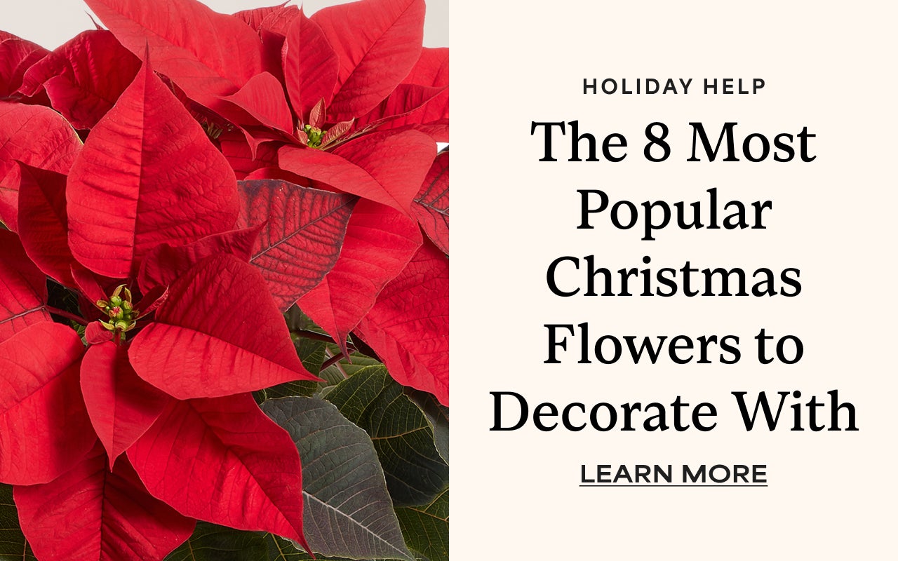 Holiday Help | The 8 Most Popular Christmas Flowers to Decorate With | Learn More