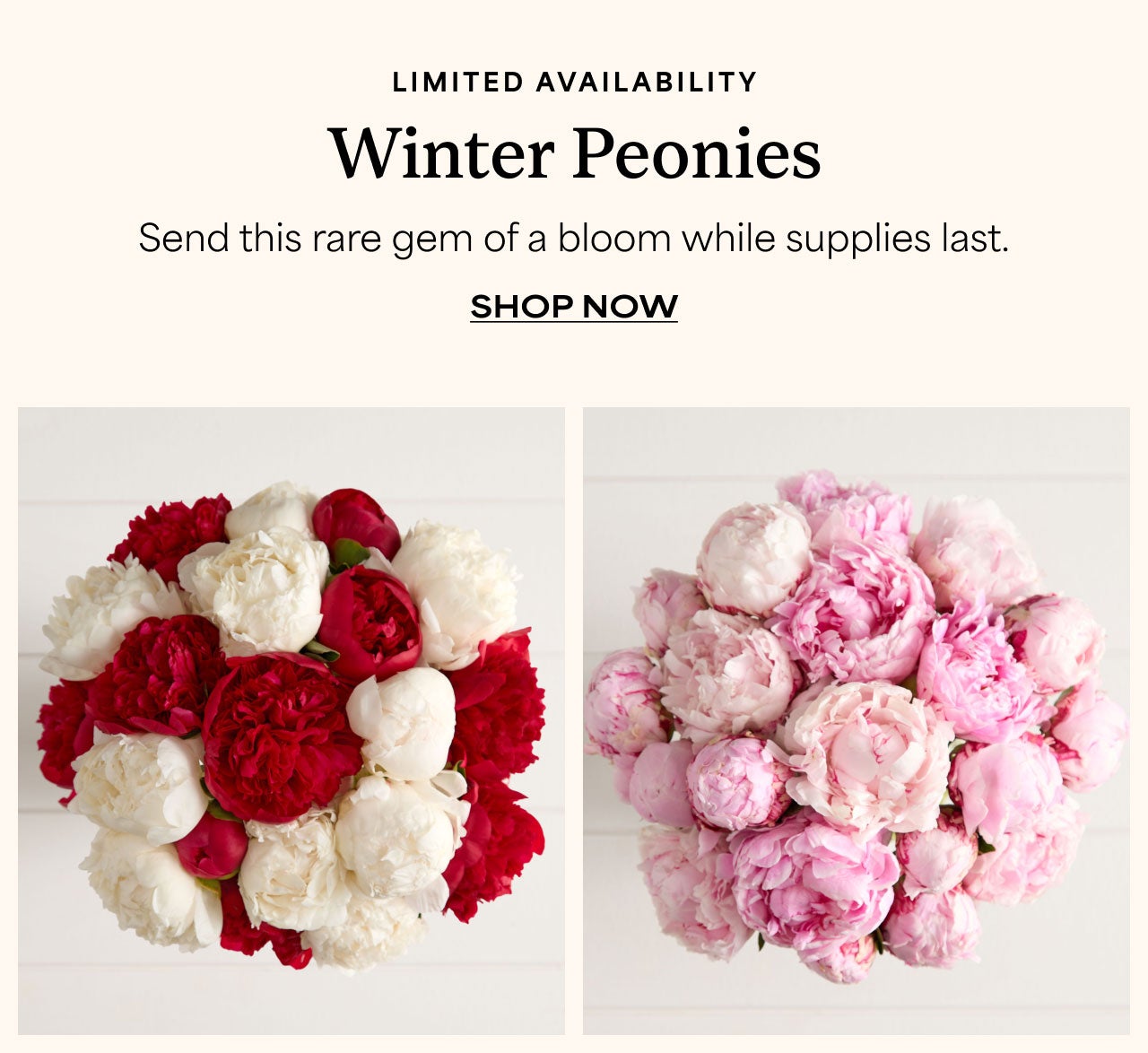 Limited Availability | Winter Peonies | Shop Now