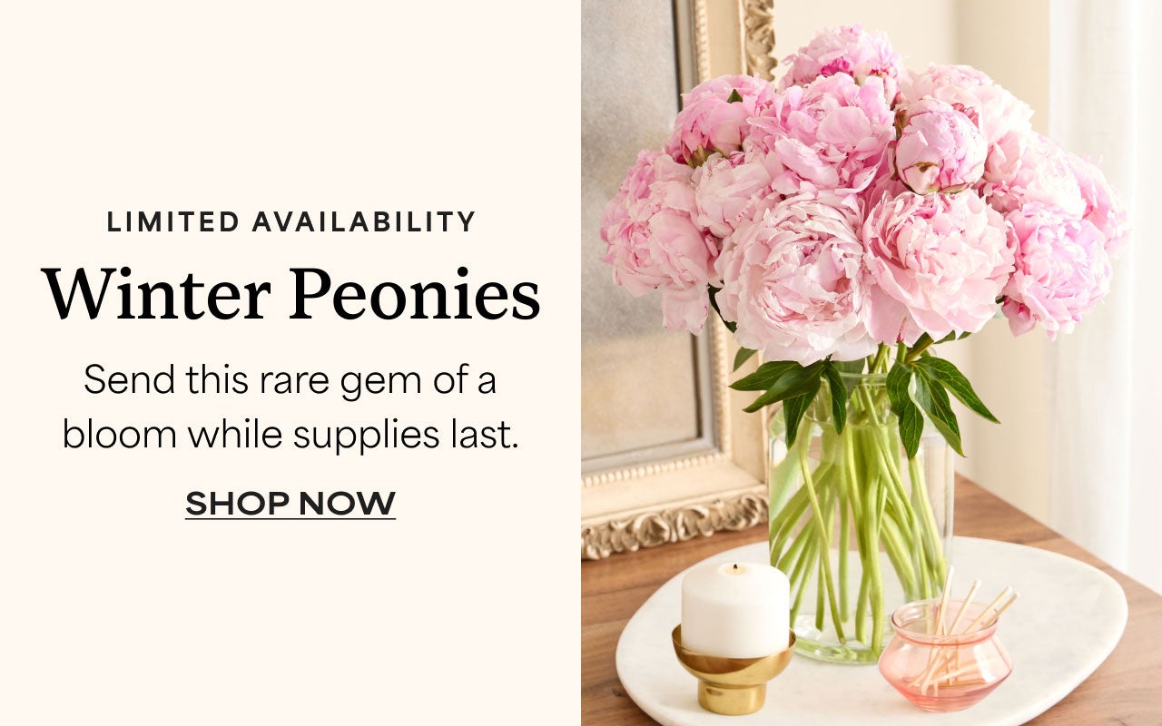 Limited Availability | Winter Peonies | Shop Now