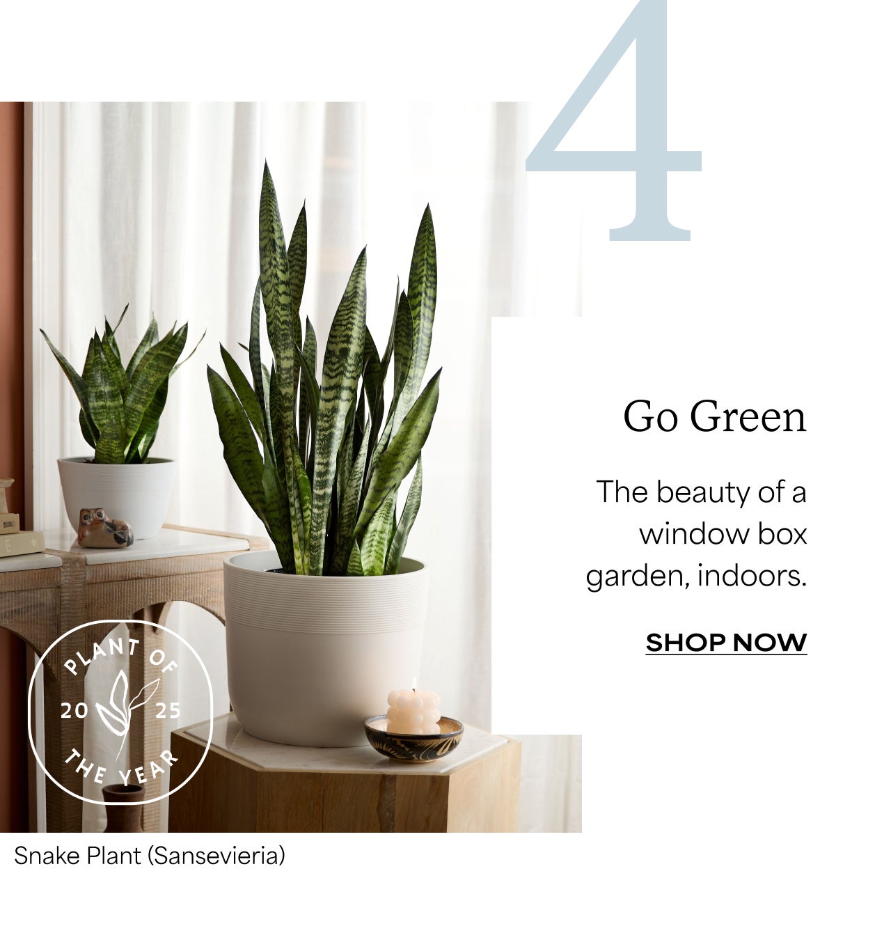 SNAKE PLANT