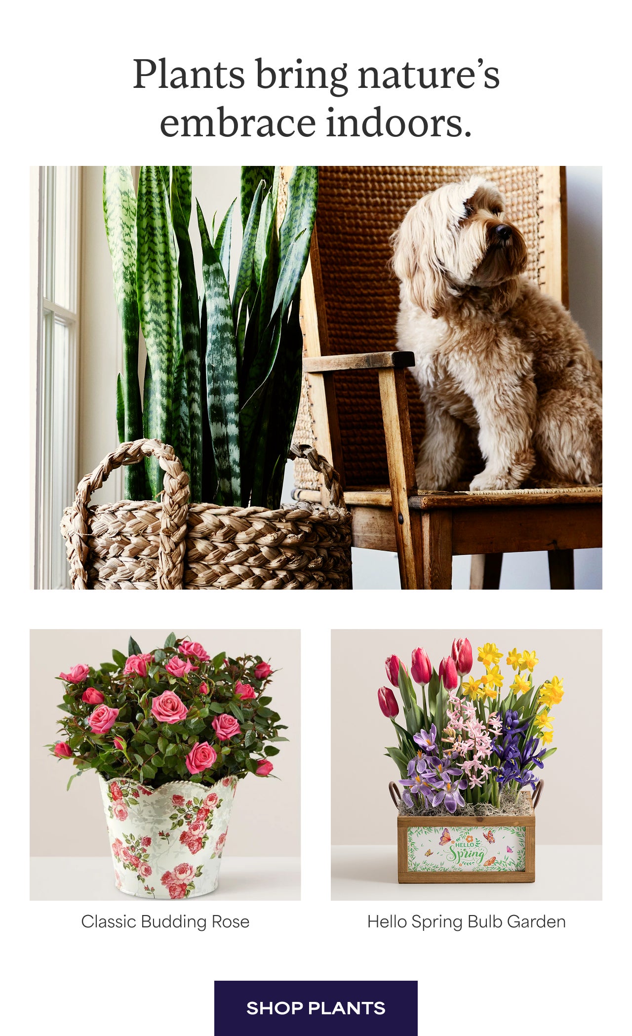 SHOP PLANTS