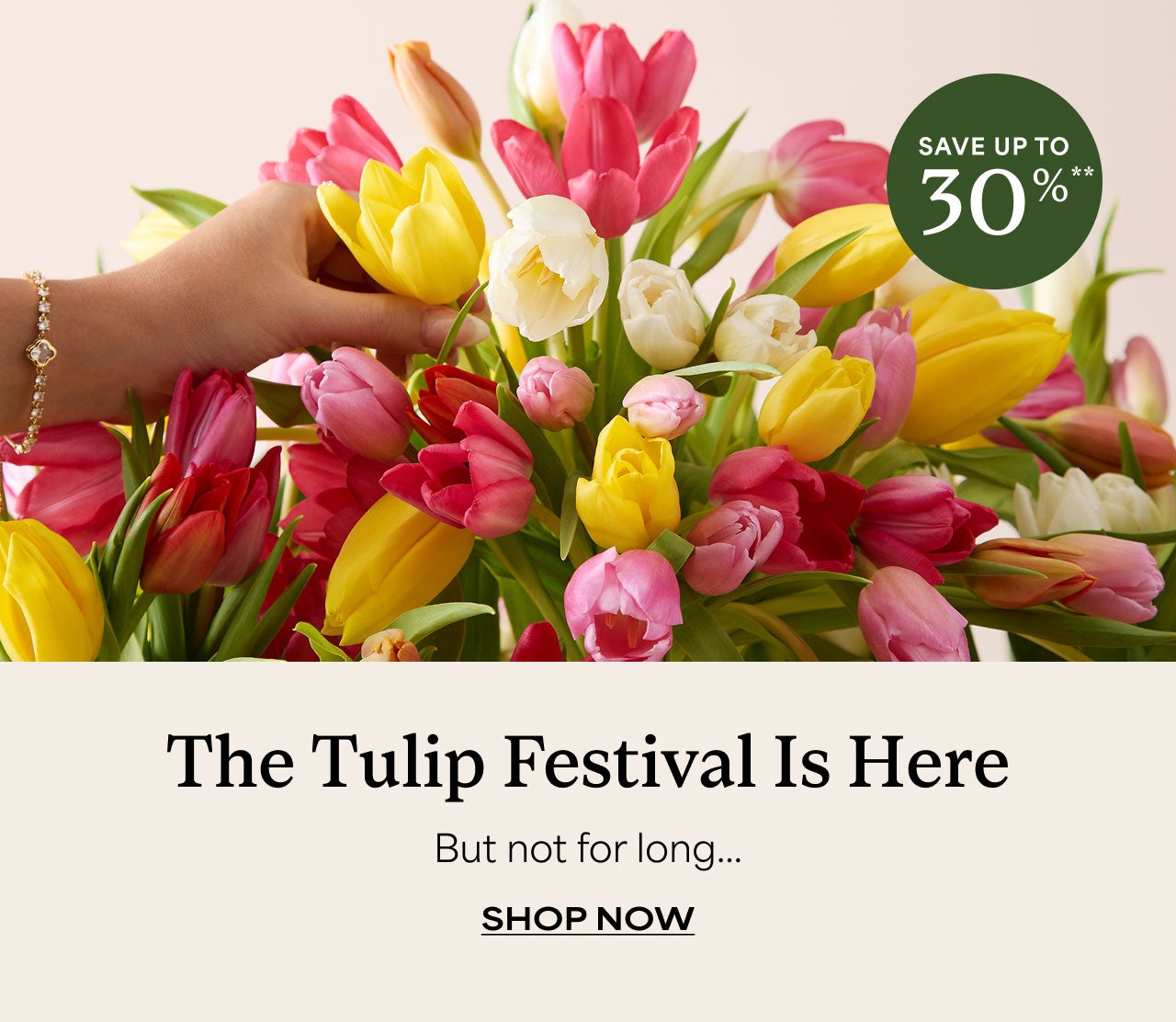 THE TULIPS FESTIVAL IS HERE