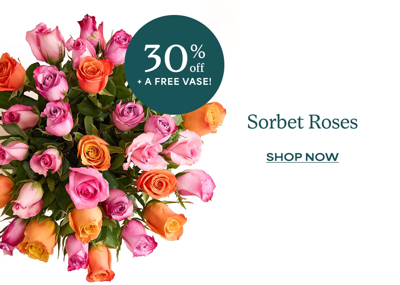 TWO DOZEN SORBET ROSES