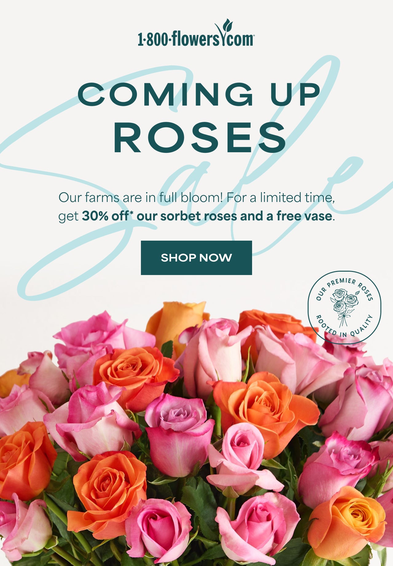 COMING UP ROSES