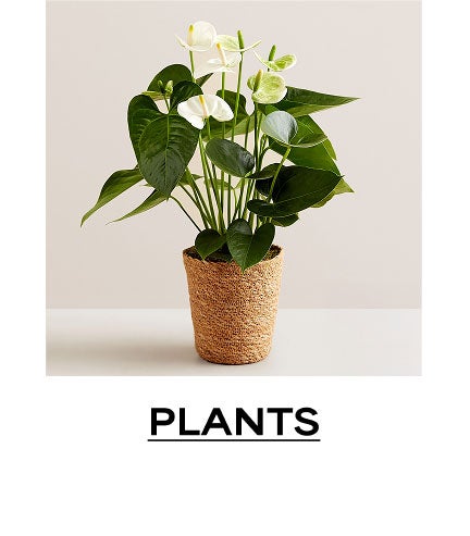 Plants