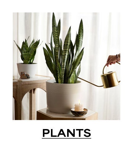 PLANTS