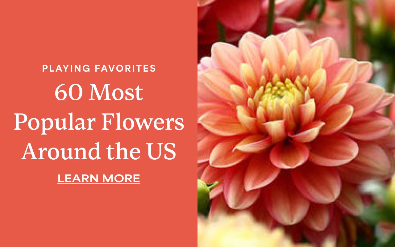 60 MOST POPULAR FLOWERS AROUND THE US