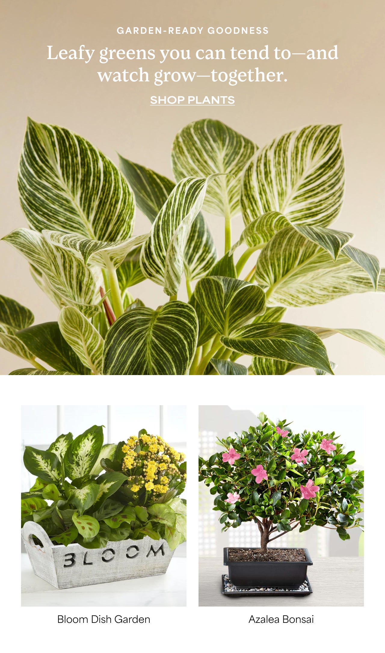 SHOP PLANTS