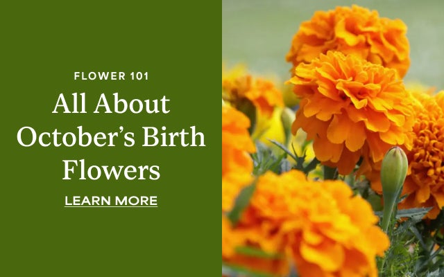 FLOWER 101