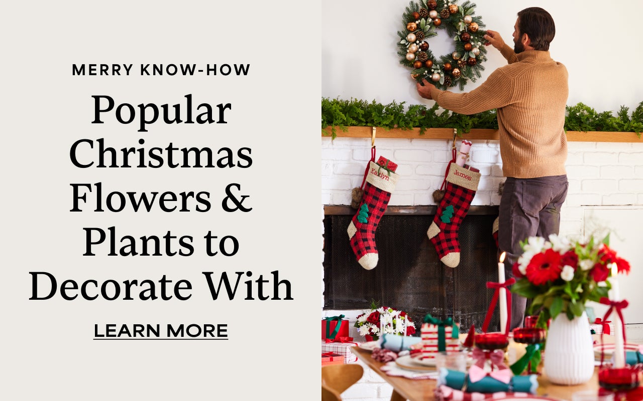 Merry Know-How | Popular Christmas Flowers and Plants to Decorate With | Learn More